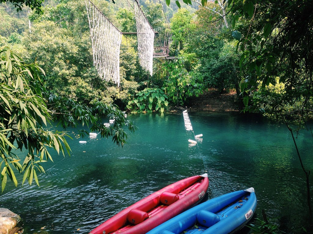 Midday Jungle Oasis and Forest Serenity