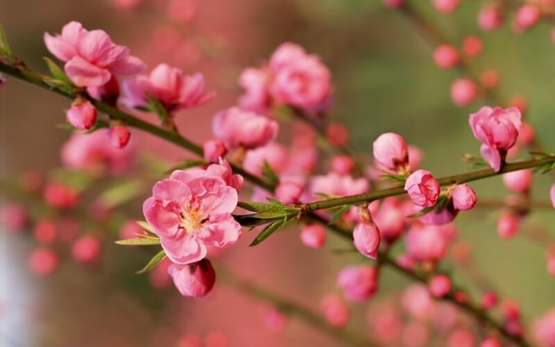 vietnamese new year flowers 2
