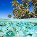 cham island snorkeling