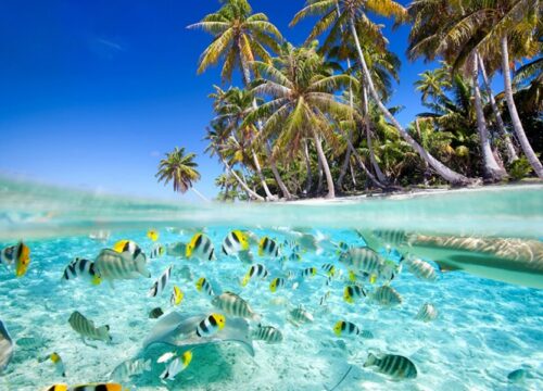 Best Cham Island Snorkeling Guide 2026: Dive into Vietnam’s Crystal Waters
