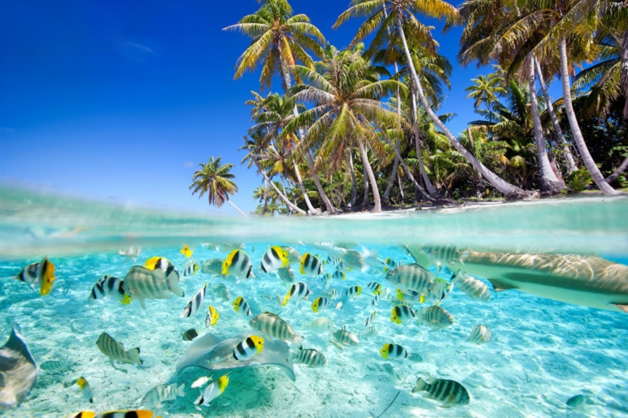 cham island snorkeling