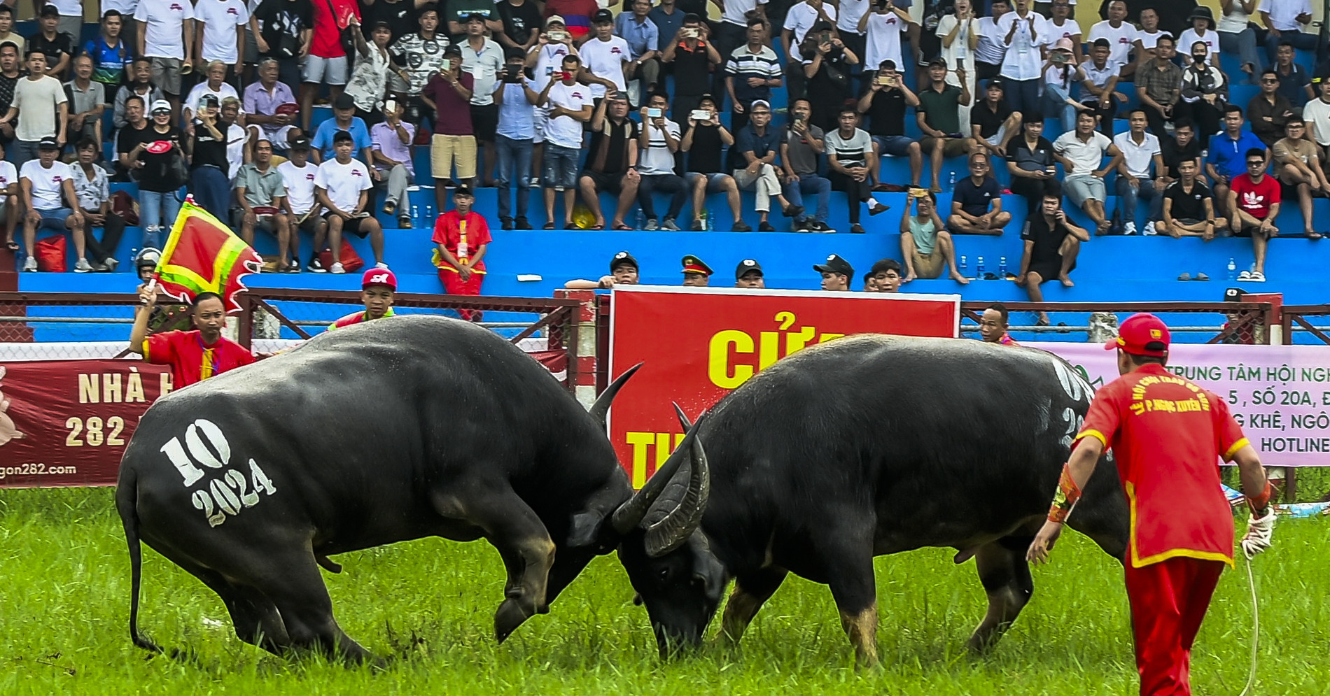 Buffalo Fighting Ceremony