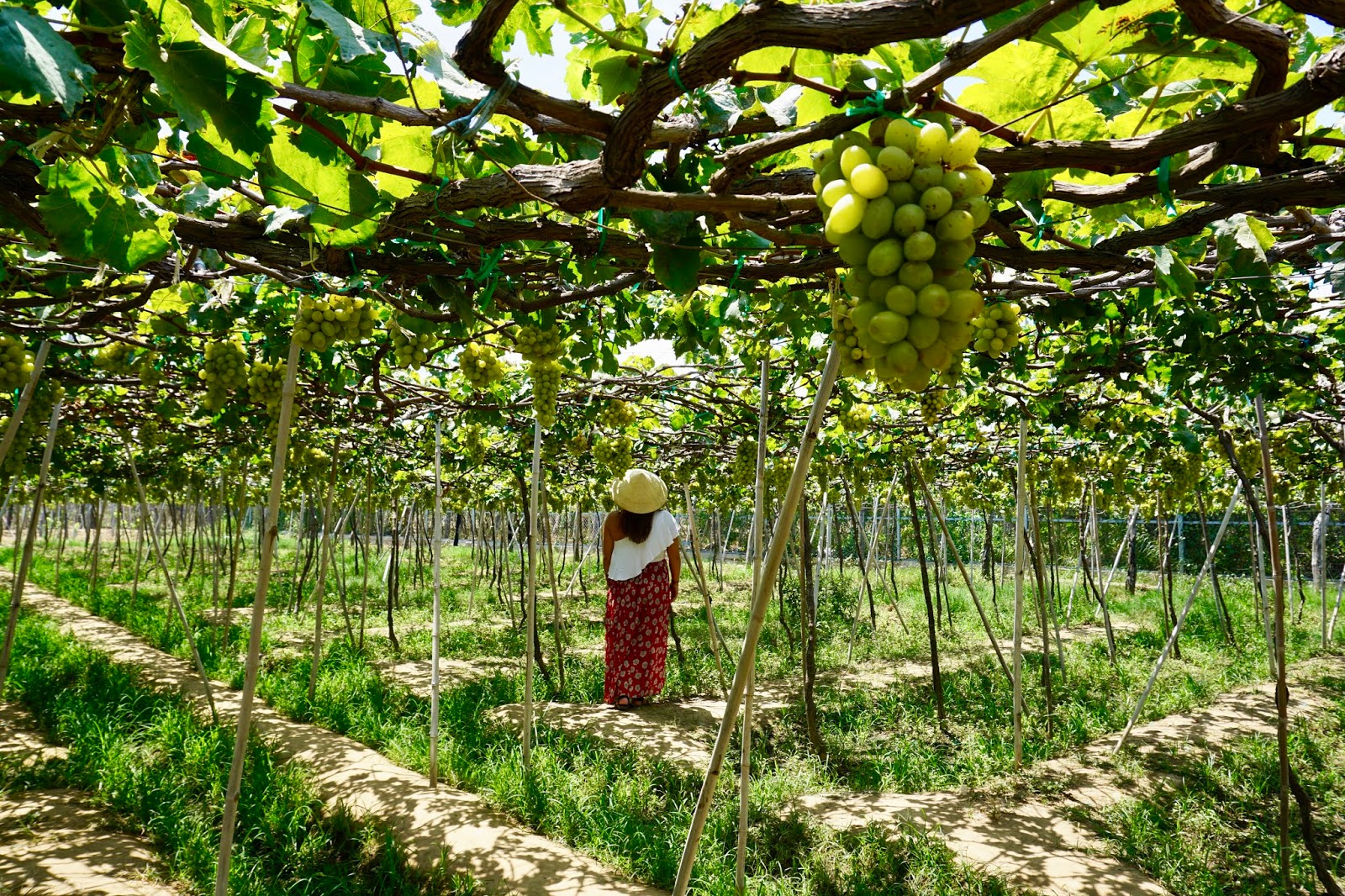 Culinary and Vineyard Tours