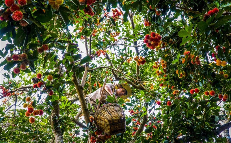 farmer-harvesting-rambutan