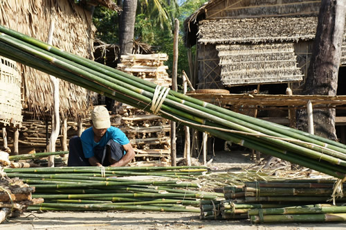 man-harvesting-bamboo