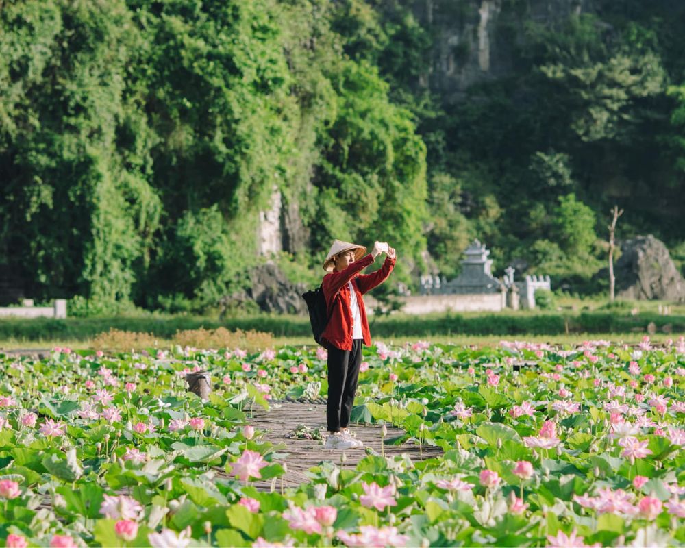 Lotus near Mua Cave