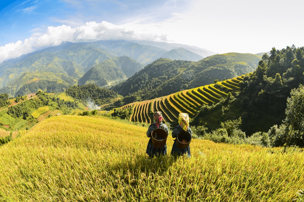 sapa-rice-field